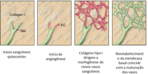 Figura 7: Esquema da formação de novos vasos sanguíneos a partir de vasos pré-existentes