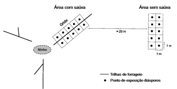 FIGURA  2:  Esquema  do  gride  de  pontos  realizado  para  experimento  de  remoção  de  diásporos  de  12  espécies  de  plantas  em  áreas  com  e  sem  a  atividade  de  forrageio  da  saúva  Atta  laevigata  em  uma  área  de  cerrado  sentido  restr