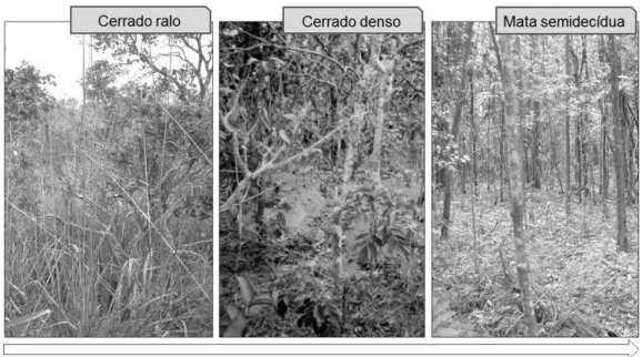 FIGURA 2: Representação do gradiente ambiental onde os sauveiros foram selecionados para  estudo