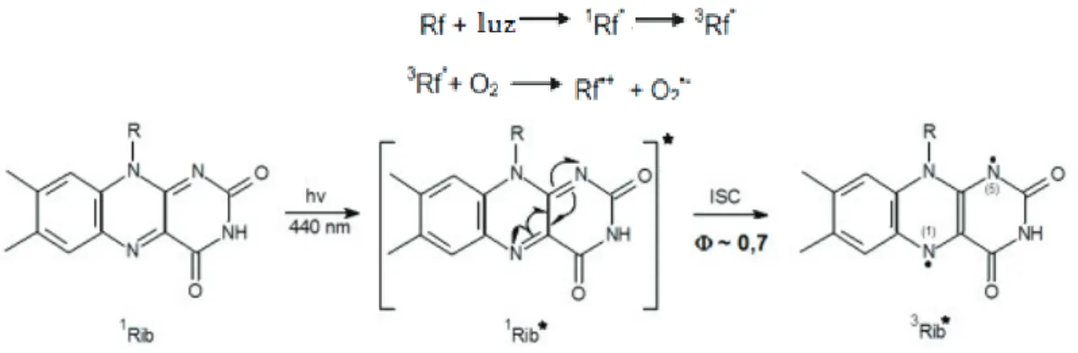 Figura 6-Via de oxidação do ácido ascórbico catalisada pelo ferro (Fe 3+ ) com consequente produção de ROS