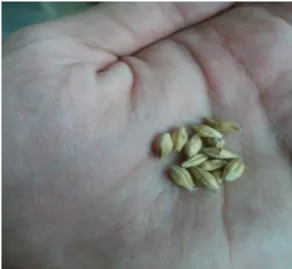 Figura 1. Exemplo de grãos maltados.