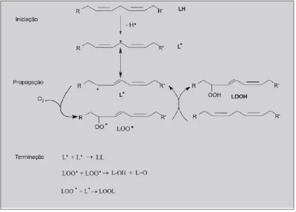 Figura 2 - Diagrama da peroxidação lipídica  Fonte: Grosch, 1999 