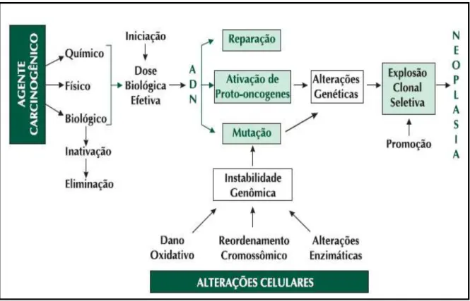 Figura 1: Etapas da carcinogênese. Fonte :INCA/MS, 2008. 