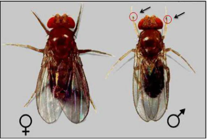Figura 7. Casal de Drosophila melanogaster. O macho (direita) é a mosca menor e  apresenta o  pente  sexual  indicado  pelas  setas  e  a  fêmea  (esquerda)  a  maior