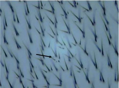 Figura  8:  Fotomicrografia,  com  microscópio  óptico  de  luz,  dos  pêlos  da  asa  de  Drosophila melanogaster, obtida no Laboratório de Citogenética e Mutagênese  - Centro  Universitário de Patos de Minas/UNIPAM, Patos de Minas  –  MG