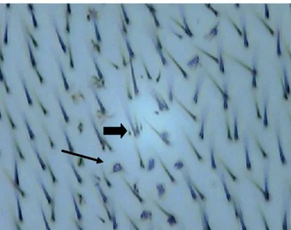 Figura  9:  Fotomicrografia,  com  microscópio  óptico  de  luz,  dos  pêlos  da  asa  de  Drosophila melanogaster, obtida no Laboratório de Citogenética e Mutagênese - Centro   Universitário de Patos de Minas/UNIPAM, Patos de Minas  –  MG
