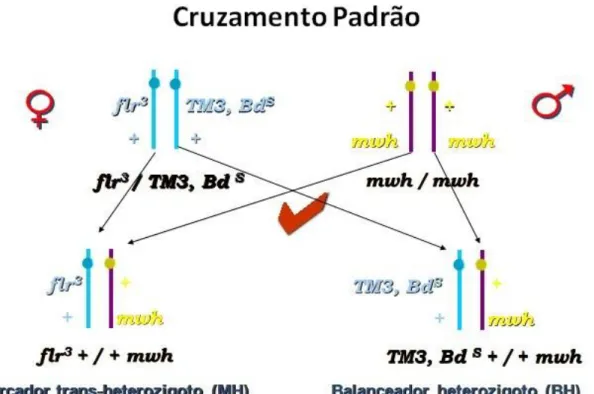 Figura  11:  Esquema  representativo  dos  Cruzamentos  no  teste  SMART.  Cruzamento  Padrão  –  ST utilizando fêmeas virgens flr 3 /TM3, cruzadas com machos mwh/mwh