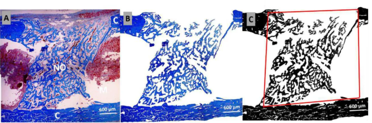 Figura  3.  A  -  Fotomicrografia  de  corte  histológico  longitudinal  de  fêmur  mostrando  a  cortical  (C),  medula  (M)  e  neoformação  óssea  (NO)