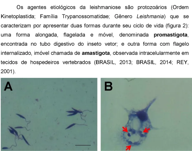Figura  1.  Parasitos  Leishmania  (Leishmania)  amazonensis  corados  com  kit  Panótico®:  forma  promastigota  (A)  e  amastigota  (B)  dentro  de  macrófagos  peritoneais  murinos