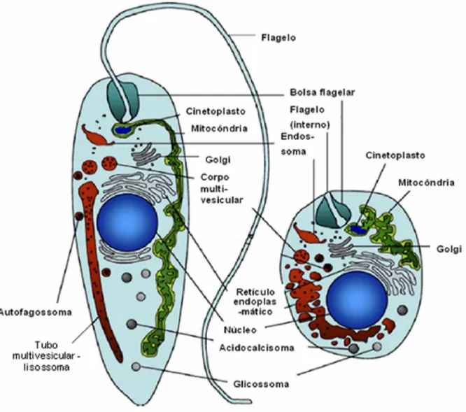 Figura  2.  Morfologia  interna  de  promastigota  (à  esquerda)  e  amastigota  (à  direita) de Leishmania spp