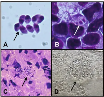 Figura  1.  Estágios  de  T.  gondii  visualizados  por  microscopia  ótica.  (A)  Taquizoítos  extracelulares  do  peritoneo  de  ratos  sete  dias  após  a  infecção,  marcados  com  Hematoxilina e Eosina (H&amp;E)