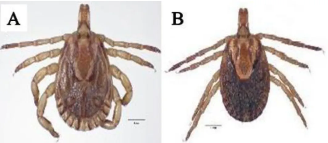 Figura 3 – Morfologia do adultos de A. sculptum.(A) Macho e (B) fêmea. 