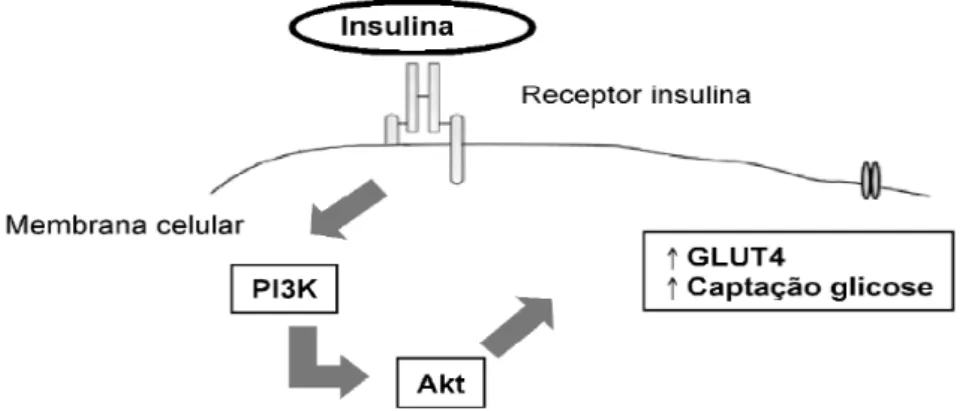 Figura 01: Visão esquemática das vias de sinalização da insulina que facilitam a captação de glicose  (Adaptado de Schaan, Rabelo et al., 2004)