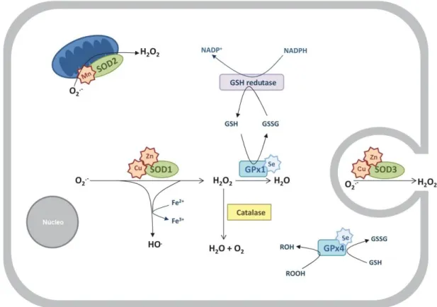 Figura  02:  Principais  defesas  antioxidantes.  Abreviações:  SOD,  superóxido  dismutase;  GSH,  glutationa reduzida; GSSG, glutationa oxidada; GPx,  glutationa peroxidase  (Adaptado de  Sousa,  Afonso et al., 2012)