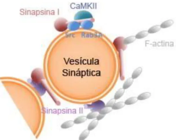 Figura  04:  Esquema  da  interação  entre  vesícula  sináptica,  sinapsina-I  e  CaMKII  (Adaptado  de  Humeau, Candiani et al., 2011)