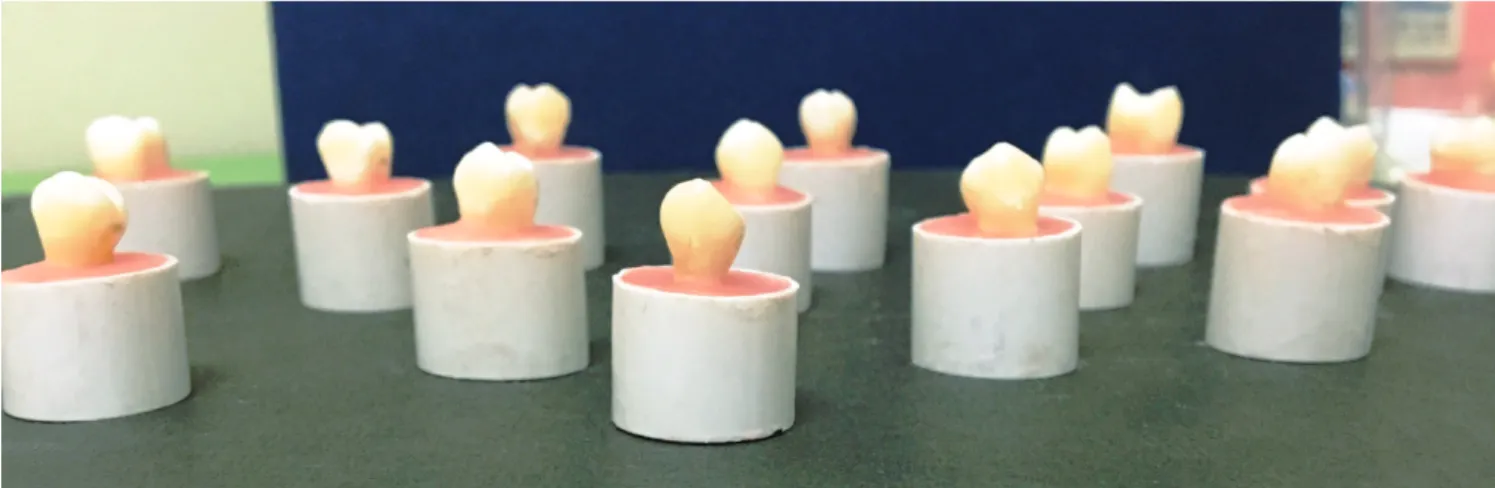 Figure 1  - Specimens mounted in self-curing acrylic resin.