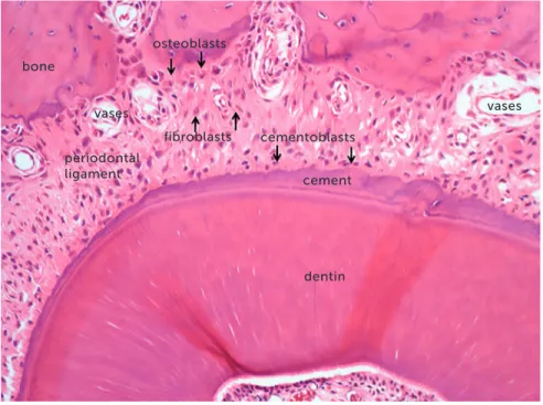 Figure 2 - Microscopic aspects, at greater  magnification, of the same rat molar root in  axial or transverse section of Figure 1,  reveal-ing the root structures, includreveal-ing the pulp,  alveolar bone and periodontal ligament (HE,  40X magnification).