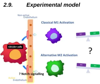 Figure 2: Experimental model