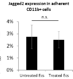 Figure 9: Quantitative expression of  Jag2 in adherent CD11b+ cells  after coculture.