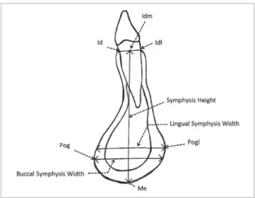 Figure 4 - Sagittal cross-section of the mandibular symphysis displaying sym- sym-physis region landmarks and variables.