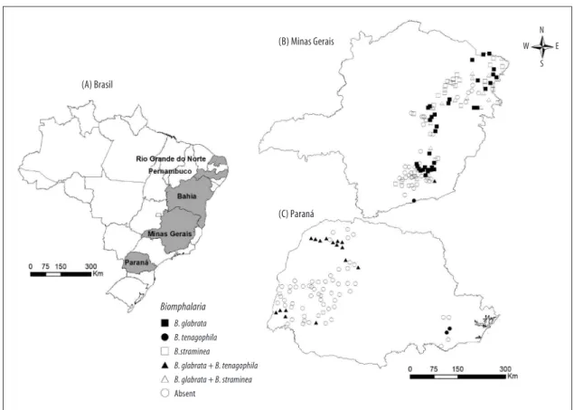 Figure 1 – Map of Brazil highlighting the states surveyed (A) and distribution of Schistosoma mansoni  intermediate hosts in Minas Gerais (B) and Paraná (C), December 2012 - June 2014