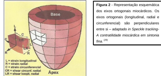 Figura 2 - Representação esquemática  dos  eixos  ortogonais  miocárdicos.  Os  eixos  ortogonais  (longitudinal,  radial  e  circunferencial)  são  perpendiculares  entre si – adaptado in Speckle tracking-  A  contratilidade  miocárdica  em  sintonia  fin