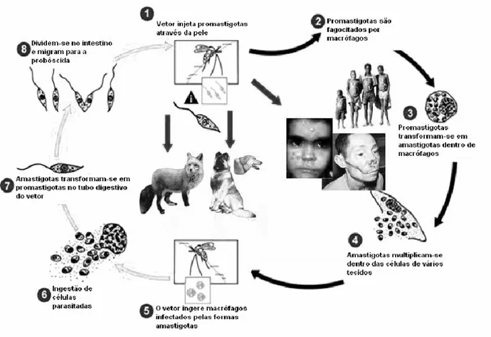 Figura - 1 Ciclo biológico da Leishmania sp.(adaptado CDC, 2003) 