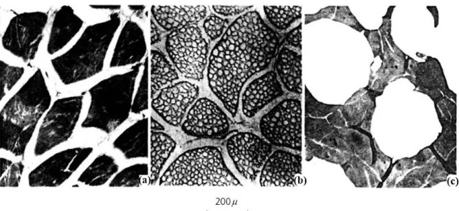 Figura 5: Representação da estrutura das células do músculo do peixe, quando este se encontra fresco, não  congelado (a), quando o peixe sofre congelação rápida (b) e quando o peixe sofre uma congelação lenta (c)  (Adaptado de Kolbe e Kramer, 2007).