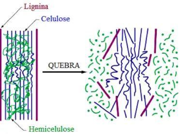 Figura 2.1: Principais componentes da biomassa: celulose, hemicelulose e lignina, antes e depois da degrada¸c˜ao; adaptado de Kasparbauer (2009).