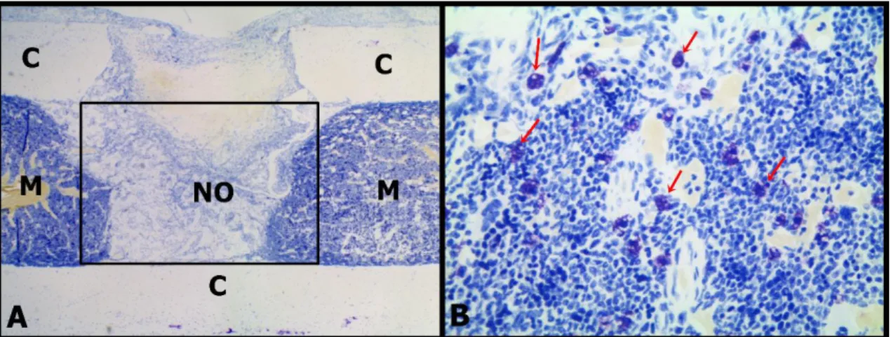 Figura  5.  A  –   Fotomicrografia  de  secção  longitudinal  de  fêmur  mostrando  a  região da contagem de mastócitos (retângulo preto)
