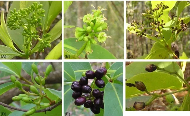 Figura 1. Diferentes estados fenológicos reprodutivos observados: (A) Botão floral, (B) Flor  Madura, (C) Flor senescente, (D) Fruto Jovem, (E) Fruto Maduro e (F) Fruto senescente