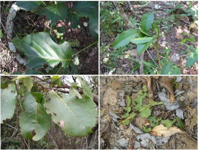Figura 3. A ocorrência de ataque pelas saúvas foi determinada mediante marcas características  deixadas pelas formigas nas folhas (A) e nos pecíolos (B) ou ainda pela presença das operárias  em atividade de desfolha na planta (C) ou na superfície do solo p