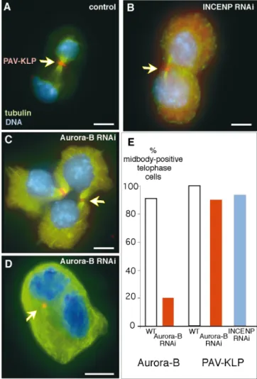 Figure 10. Pavarotti-KLP distribution is normal after DmIN- DmIN-CENP or DmAurora B RNAi