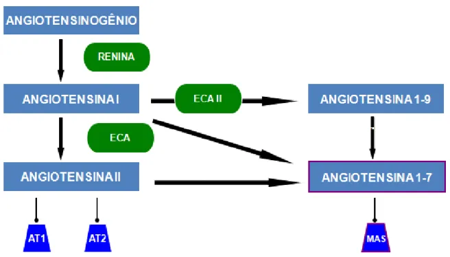 Figura  2:  Representação  do  Sistema  Renina  Angiotensina:  via  clássica  e  via  contra-reguladora  (SRA).