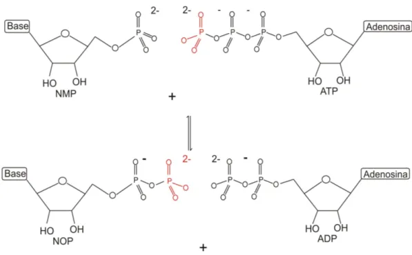 Figura 3.3 – Transferência de fosforila por nucleotídeo monofosfato cinases [Adaptado de  BERG et al., 2004, p