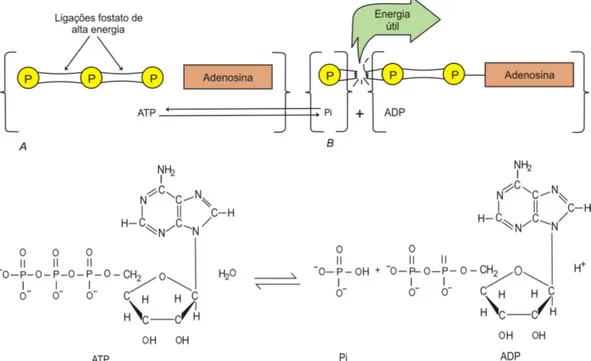 Figura 3.5 – Estrutura da molécula de ATP mostrando as ligações do fosfato de alta  energia