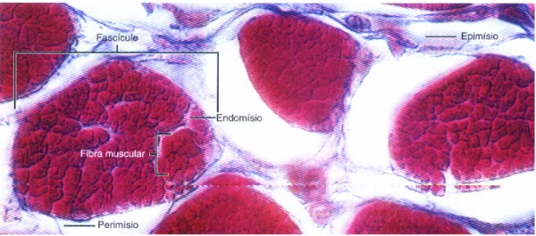 Figura 4.1 – Relação entre tecidos conjuntivos e a membrana celular do  músculo esquelético [Modificado de FOSS et al., 2000, p