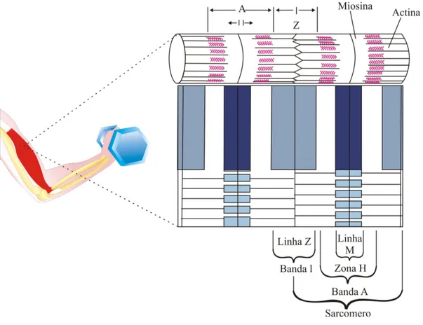 Figura 4.3 – Exemplo de um sarcômero (Unidade funcional básica de uma  miofibrila) [Modificado de WILMORE et al., 2001, p