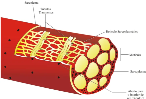 Figura 4.7 – Os túbulos transversos e o retículo sarcoplasmático de uma fibra muscular   [Adaptado de WILMORE et al., 2001, p