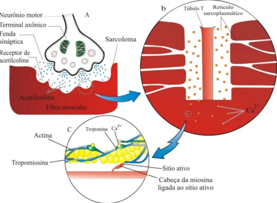 Figura 4.10 – Seqüência de eventos que levam à contração muscular    [Adaptado de WILMORE et al., 2001, p