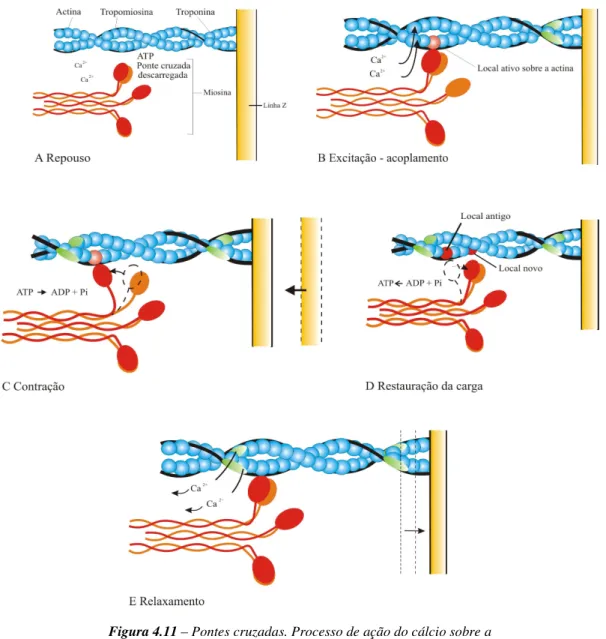 Figura 4.11 – Pontes cruzadas. Processo de ação do cálcio sobre a  actina e a miosina [Adaptado de FOSS et al., 2000, p
