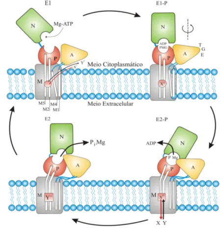 Figura 4.12 – Diagrama esquemático do ciclo catalítico das ATPases. Destaque para o  resultado  da  hidrólise  com  a  liberação  dos  íons  Mg 2+   e  do  fosfato  inorgânico (Pi) [Modificado de KÜHLBRANDT, 2004, p