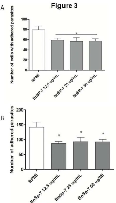 Fig.  3:  Effects  of  BnSP-­7  on  T.  gondii  adhesion  after  treating   T.  gondii  tachyzoites   with  BnSP-­7  during  1  or  24  hours  before  parasite  infection