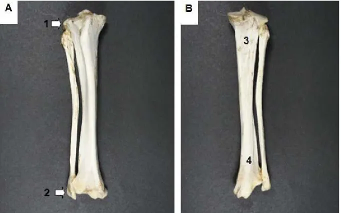 Figura  4.    Tíbia  e  fíbula  direitas  do  Tamanduá-bandeira.  A  -  vista  cranial,  observa-se  o  côndilo  lateral  da  tíbia  (1)  e  o  maléolo  lateral  da  fíbula  (2)  indicados  por  setas