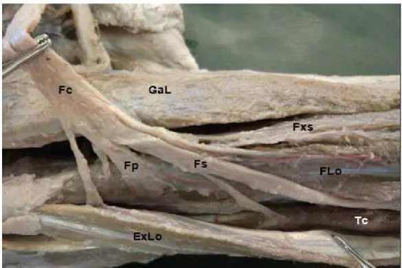 Figura  5.  Vista  lateral  da  perna  do  Tamanduá-bandeira.  Observa-se  o  a  disposição  dos  nervos fibulares comum (Fc), superficial (Fs), profundo (Fp), e suas ramificação para  os músculos flexor superficial dos dedos (Fxs), fibular longo (FLo),  t