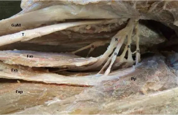 Figura  3.  Vista  medial  da  perna  do  Tamanduá-bandeira.  Observa-se  o  nervo  tibial  (T)  e  seus  ramos  (R)  ao  penetrarem  pela  face  caudal  da  perna;  nota-se  que  os  ramos  inervam  os  músculos  poplíteo  (Pp),  flexores  superficial  (F