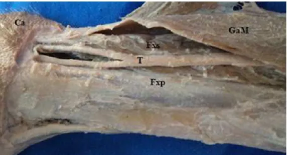Figura 4. Vista medial da perna do Tamanduá-bandeira. Observa-se o trajeto do nervo tibial  (T) surgindo entre os músculos flexores superficial (Fxs) e profundo (Fxp) dos dedos  e a cabeça medial do gastrocnêmio (GaM)