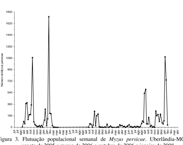 Figura 3. Flutuação populacional semanal de Myzus persicae. Uberlândia-MG,  agosto de 2005 a março de 2006 e outubro de 2006 a janeiro de 2008