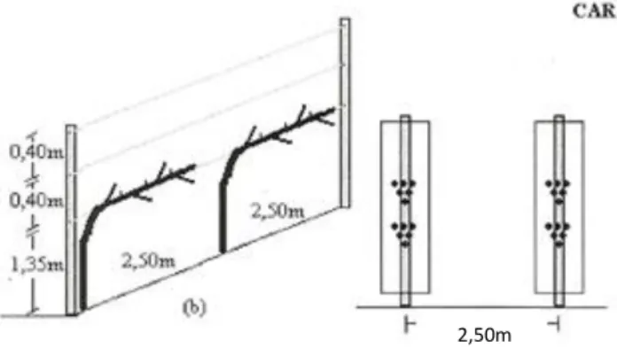 Figura 1. Cordão Ascendente e Retombante, com poda mista de vara e talão (Adaptado de Mota et al., 2001)