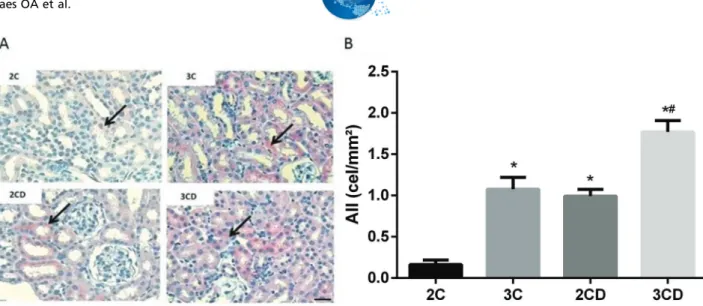 Figure 1 - Quantification of angiotensin II expression levels in the renal cortex of 2C, 3C, 2CD and 3CD mice by immunohistochemical staining: (A) Illustrative representation of angiotensin II expression in the experimental groups; (B) bar graph of angiote